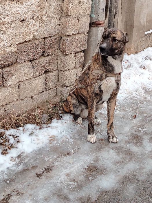 1.5 yosh zoti volkadav narxini telda gaplashamz
pulini telda kelishamz