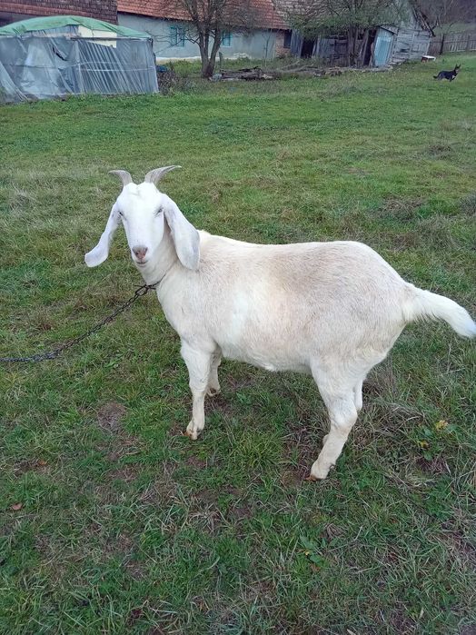 Iada de 1 an. Boier.