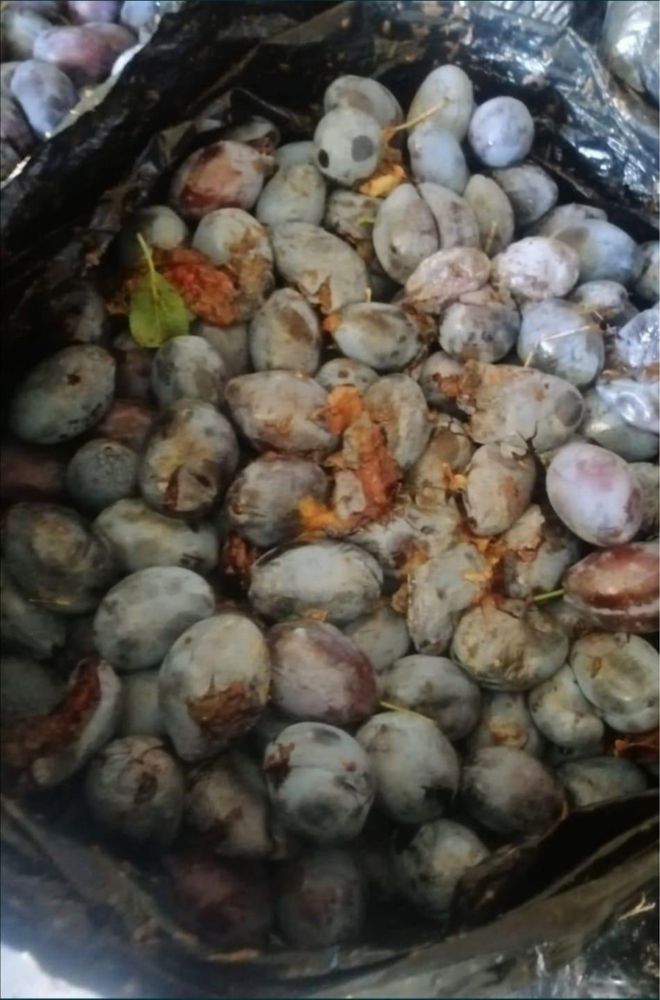 Vand prune pentru palinca