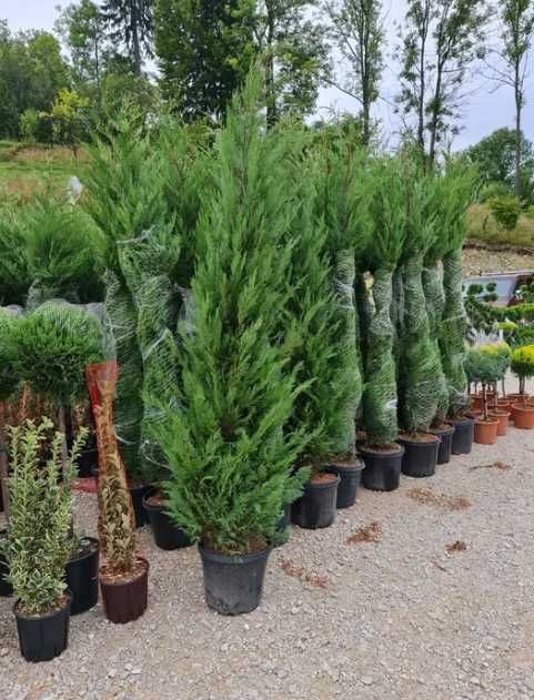 Tuia Leylandii – Creștere rapidă, protecție naturală!