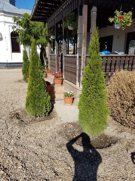Vand plante ornamentale