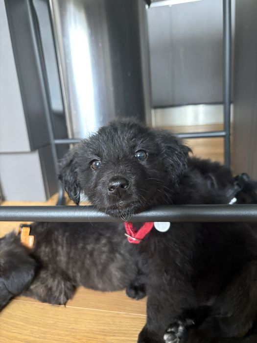 Donez cateluse ( pana in 5-6 saptamani)