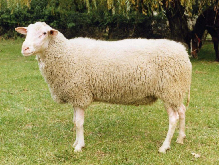 Vand oi turcana si merinos