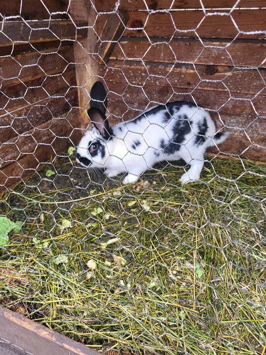 Vând iepuraș Fluture german