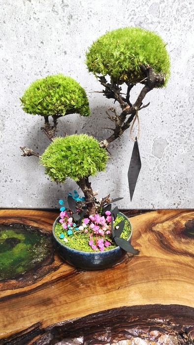 Мини Бонзай със скандинавски мъх