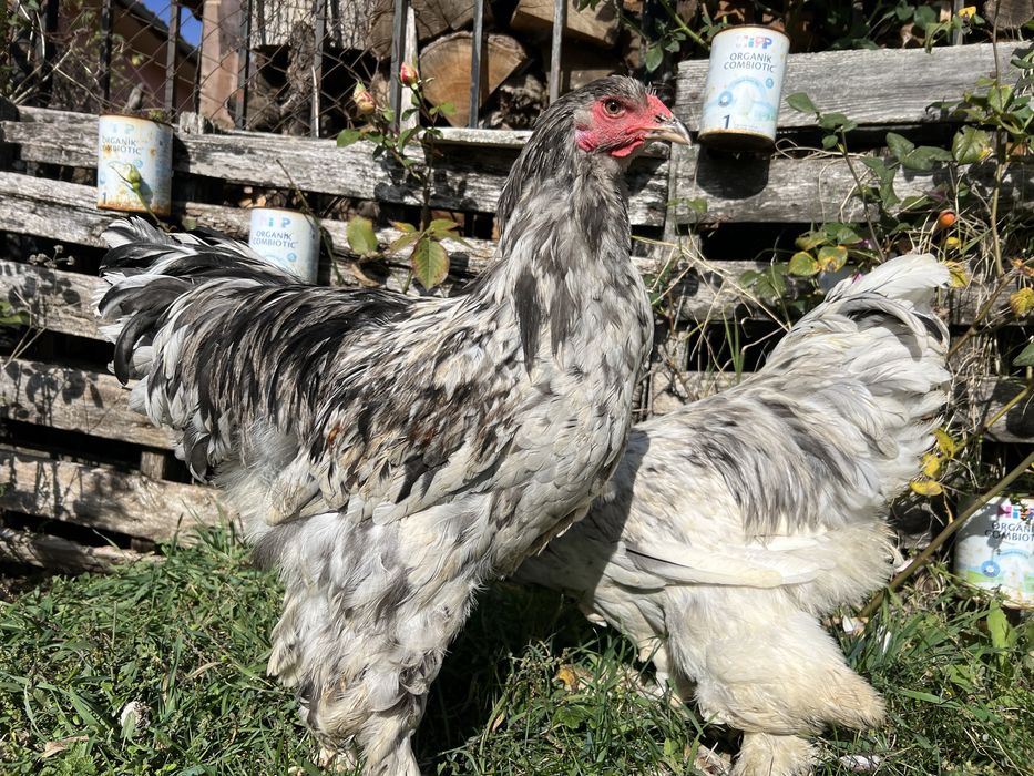 Продавам петли порода Брама – кукувича и сплаш