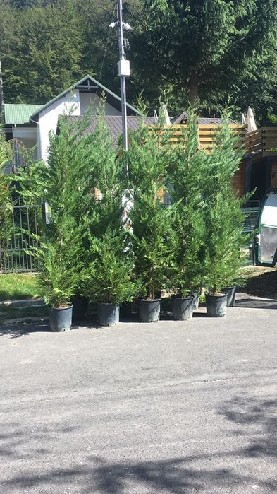 Tuia smaragd / Leylandi