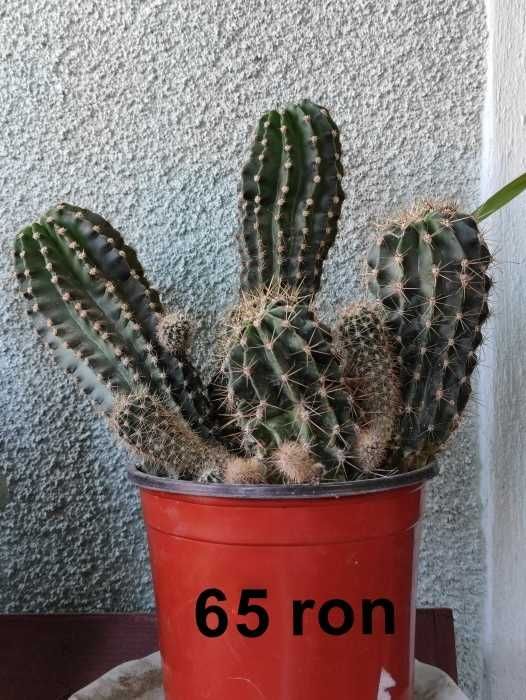 Echinopsis cactusi
