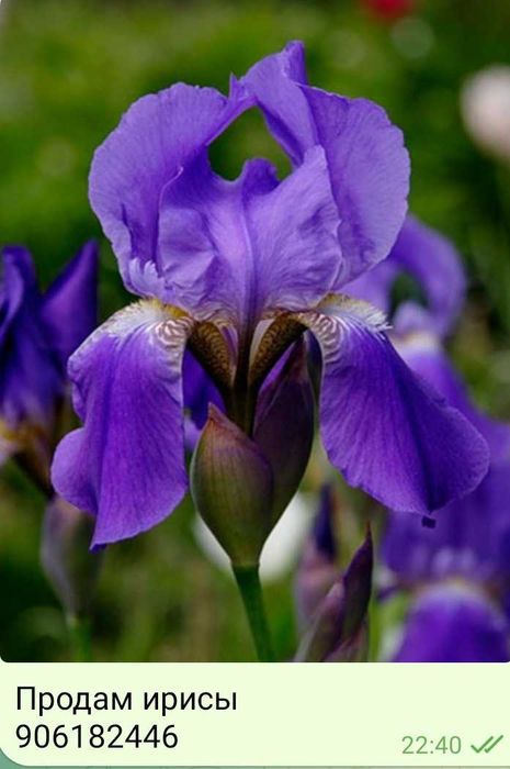 Растишки пересадка только осенью.