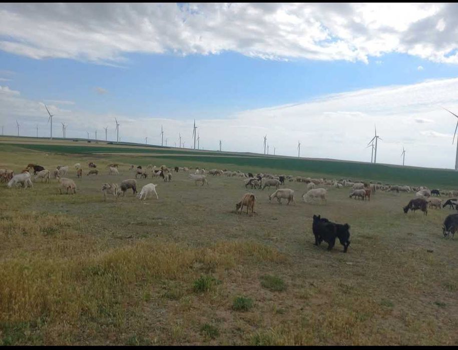 Vand 100 buc capre nr de telefon