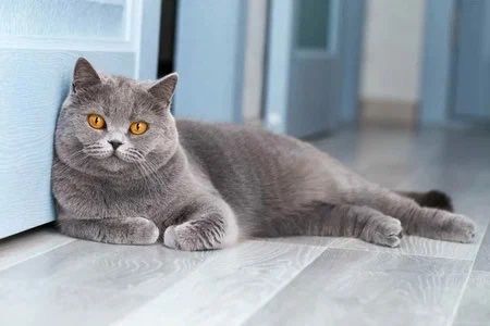 Шотландец по низкой цене
