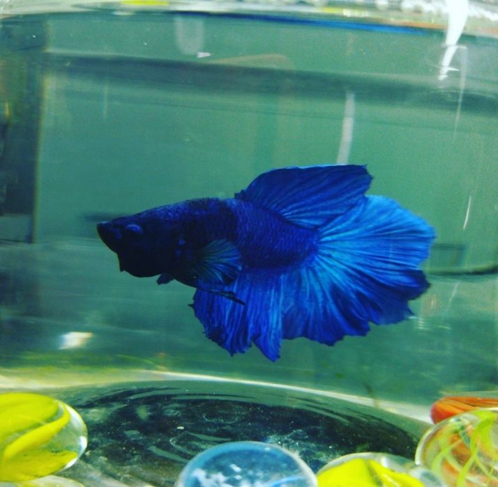 Рыбка петушок. Навои Торайгырова