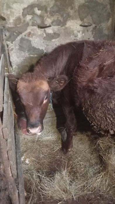 Бык 1 год  хороший откормленный