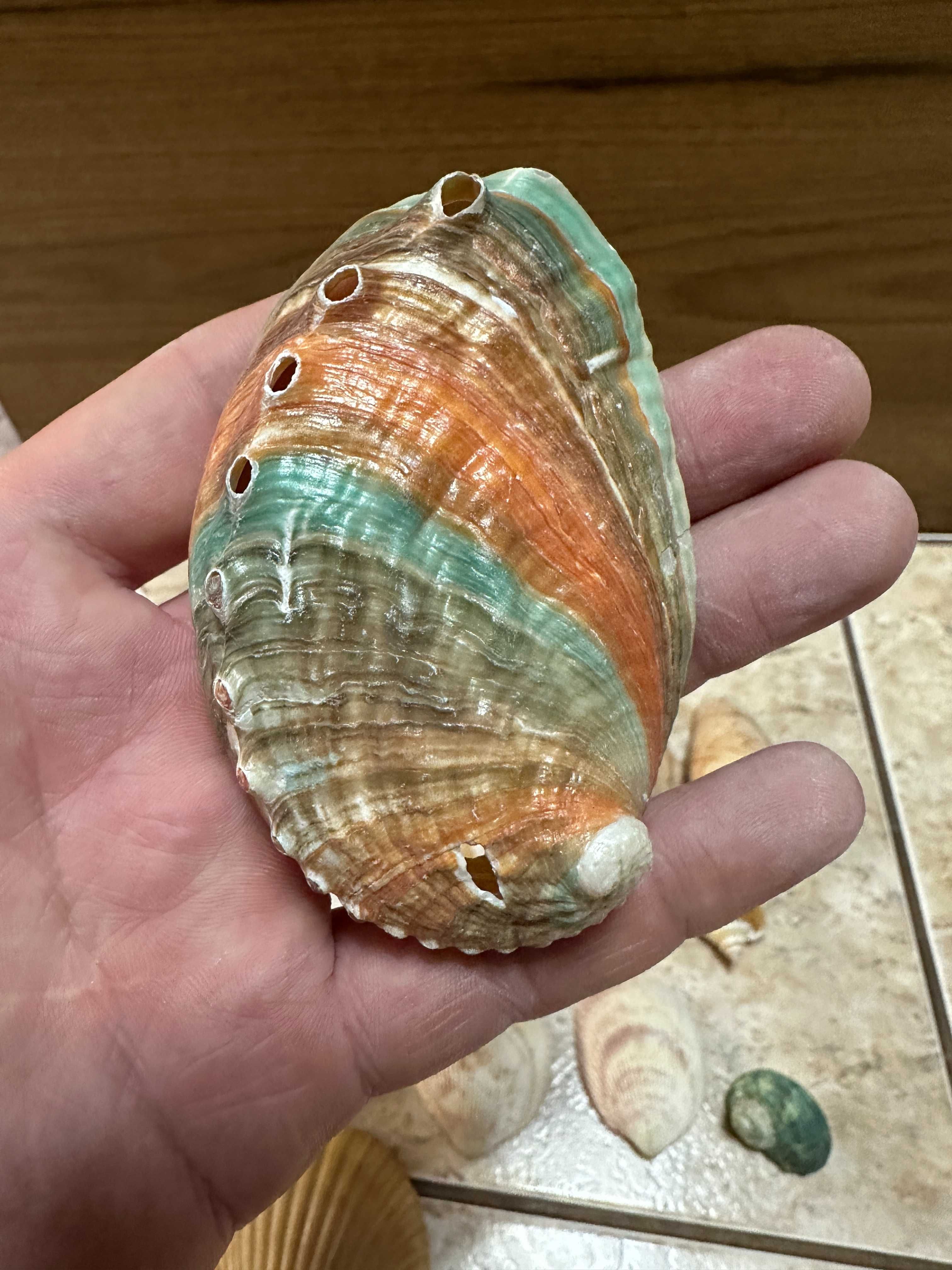 Различные Морские Ракушки