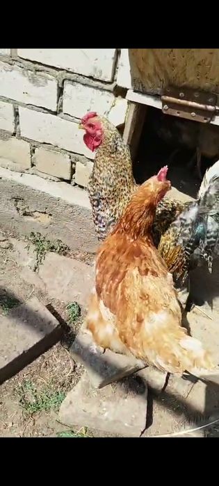 Куры несушки , продам