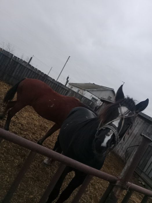 Продам жеребца,обученный