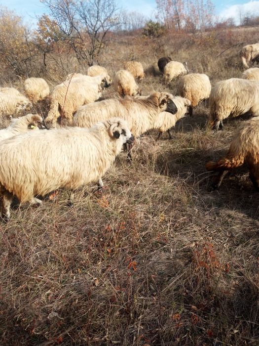 Vind oi toată turma