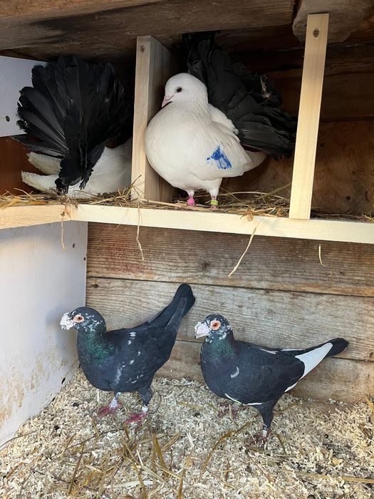 De vânzare porumbei carieri si curcani.