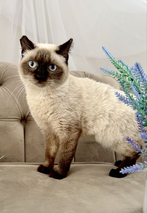 Кошечка сиамская. Стерилизованная