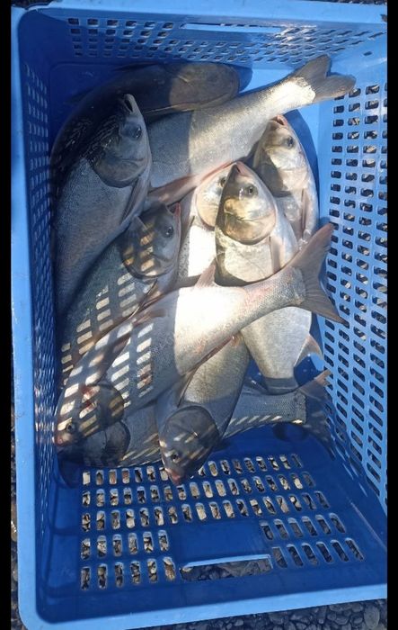 Baliqlar Баликлар бор ёғсиз хидсиз Сазан Даставка бор