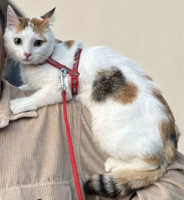 Пропала кошка, кличка Юки, на ней красная шлейка как на фото