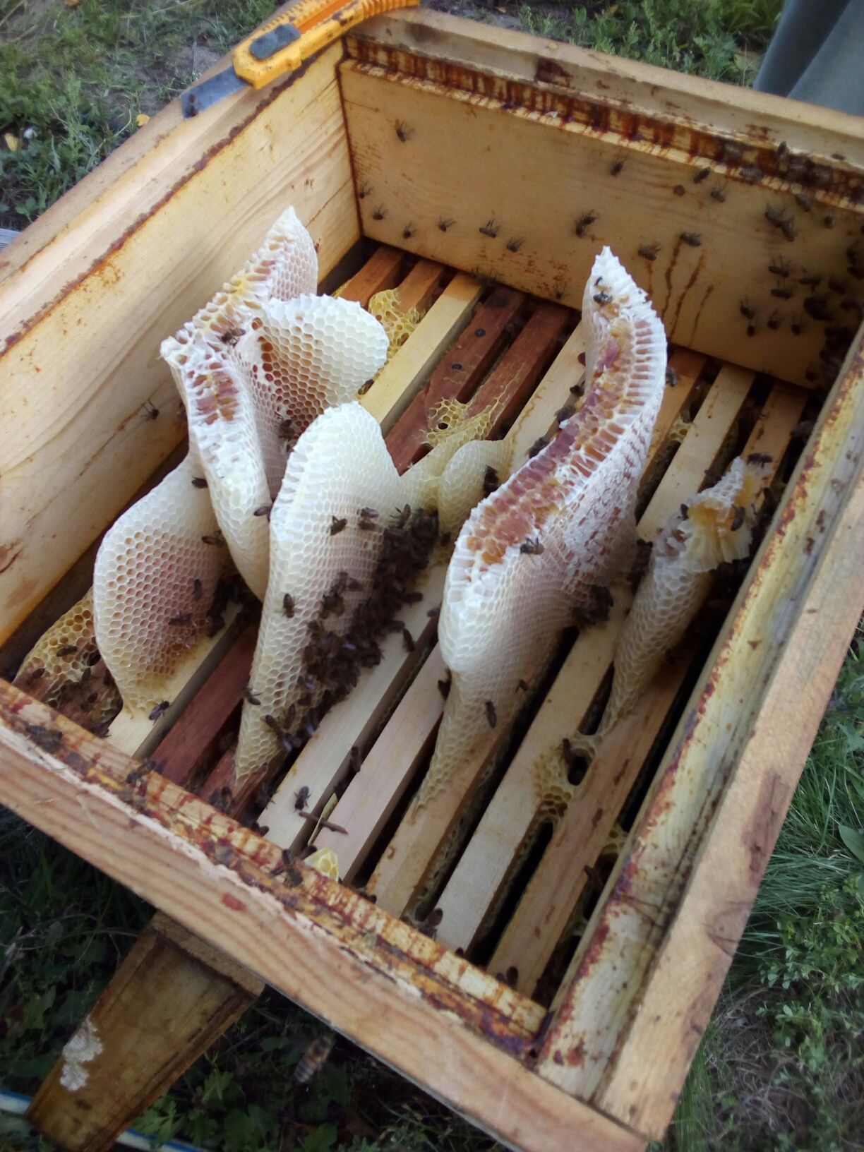 Пчелосемьи
