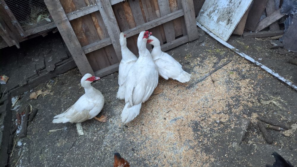 De vânzare rate mute