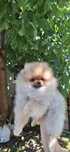 Fetiță pomeranian cu pedigree fci
