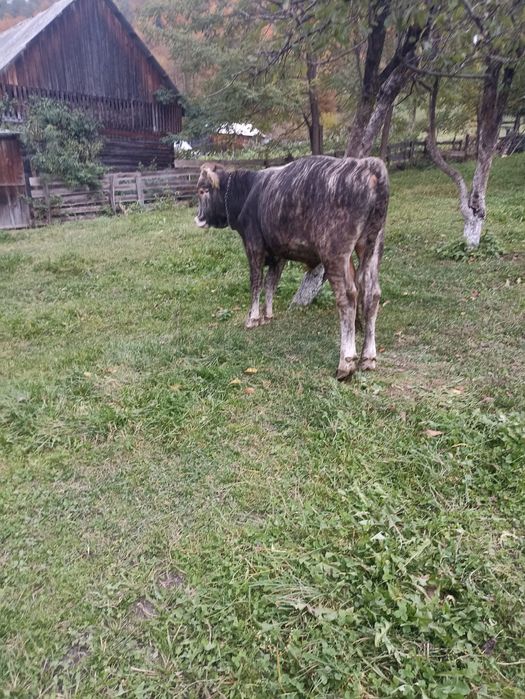 Vând juninci viu sau carcasă