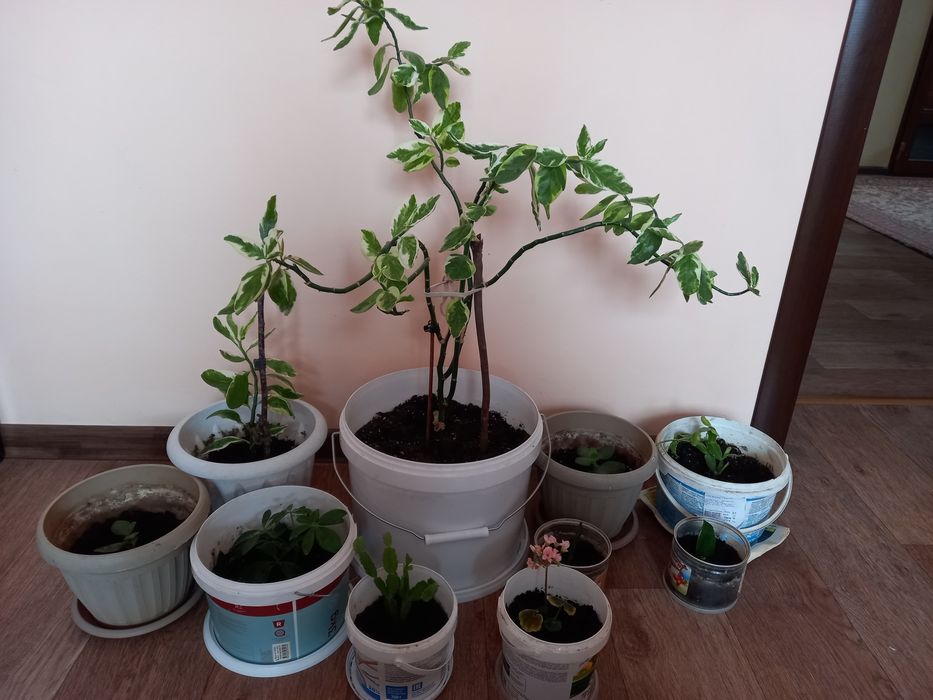 Комнатные растения