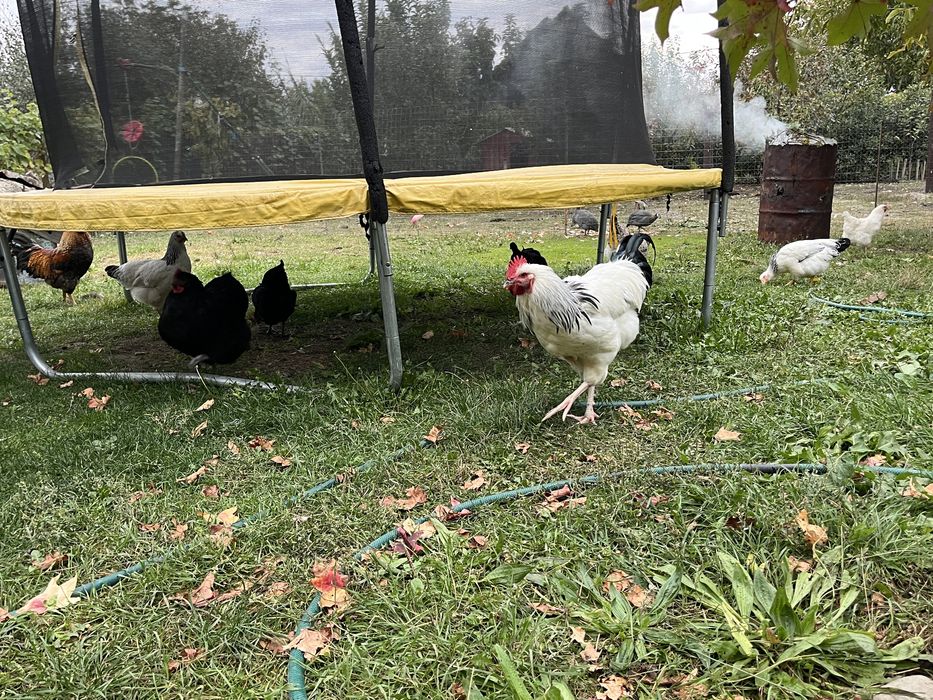 2 cocosi Sussex de vanzare sau achimb cu gaini alta rasa !