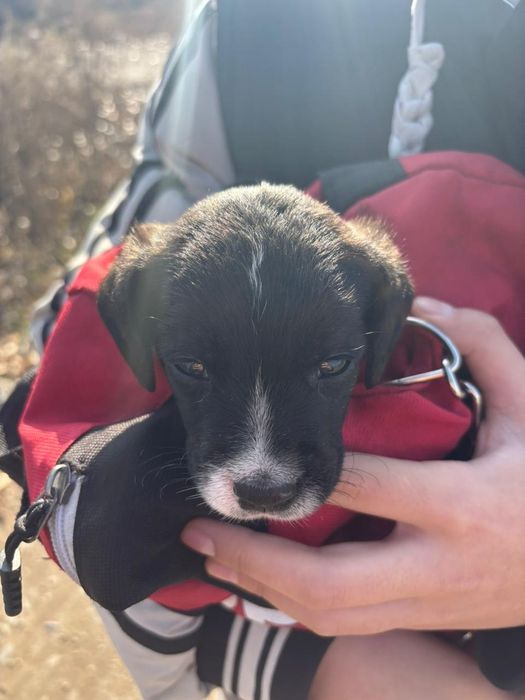 Бульдог французский