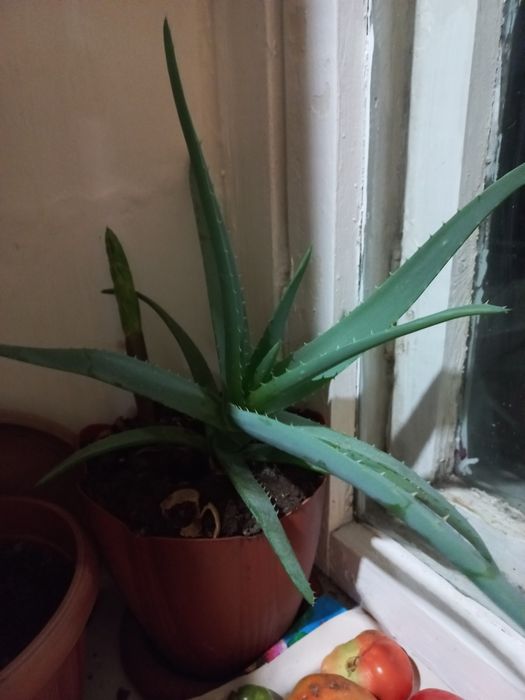 Продам алое вера детка 2год.