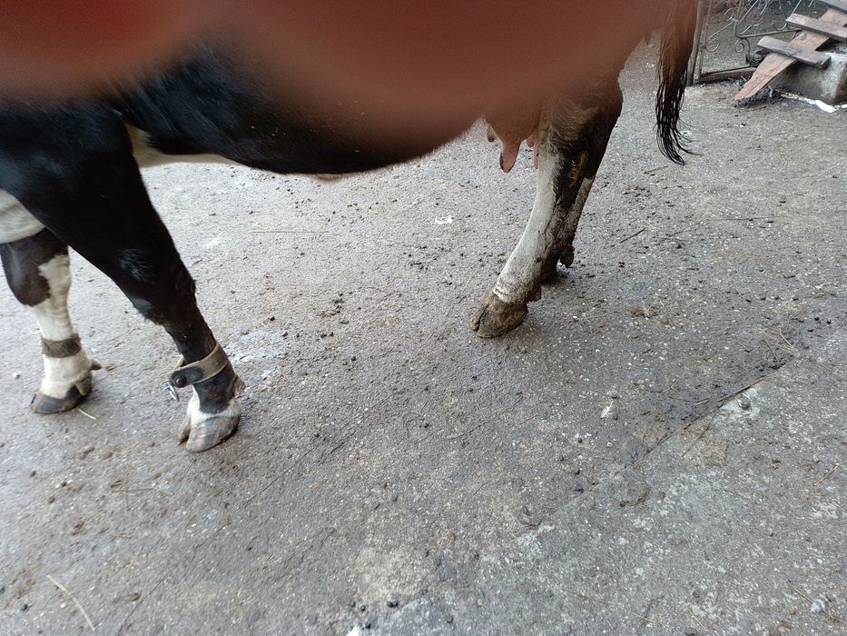 Vind vacă brună românească