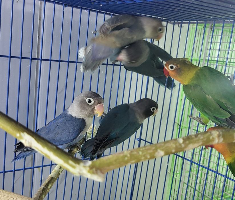 Неразлучники синие и Фишера