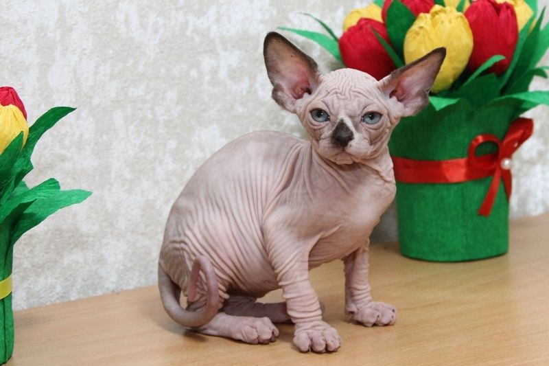 Сфинксы. Котята.