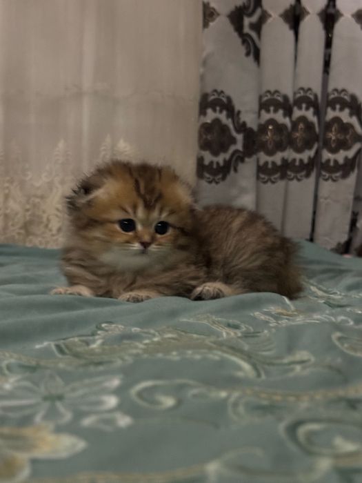Шиншилла залатистая продаются 3месяц девочка