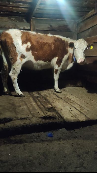 Продам дойную корову!