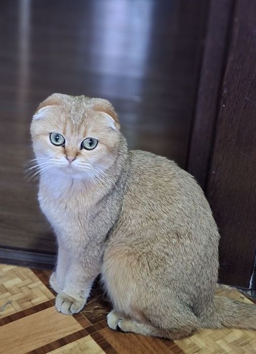 Золотая шиншилла скоттиш фолд девочка