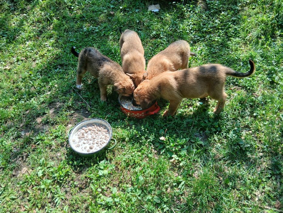 Căței de rasă mixtă caută o nouă locuință, căței au 8 săptămâni mănânc