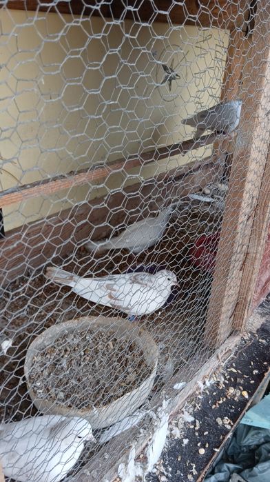 Продавам гугутки