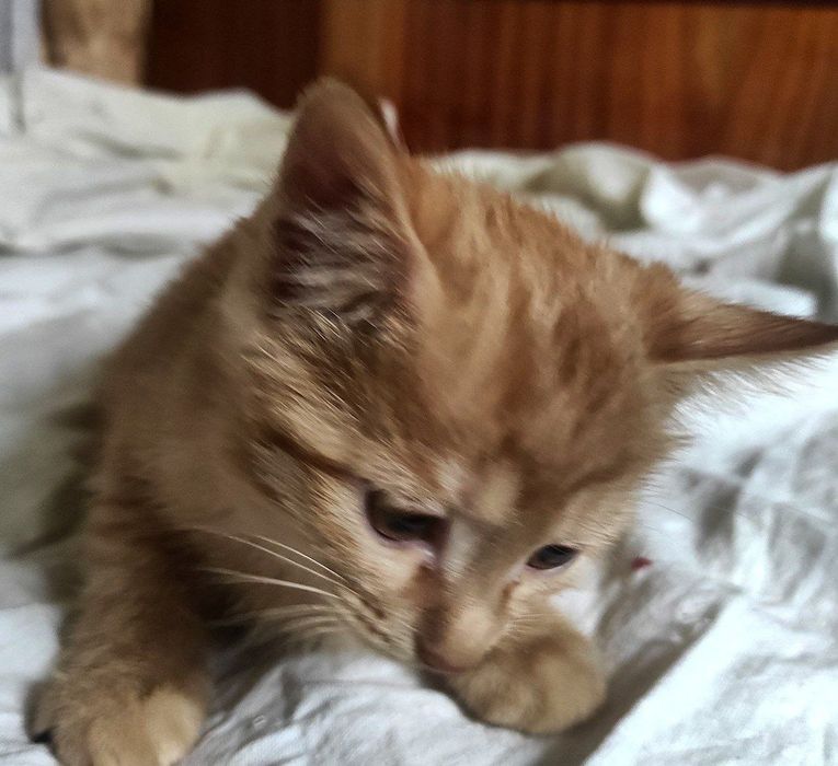 Котята Ангорка 3месяца