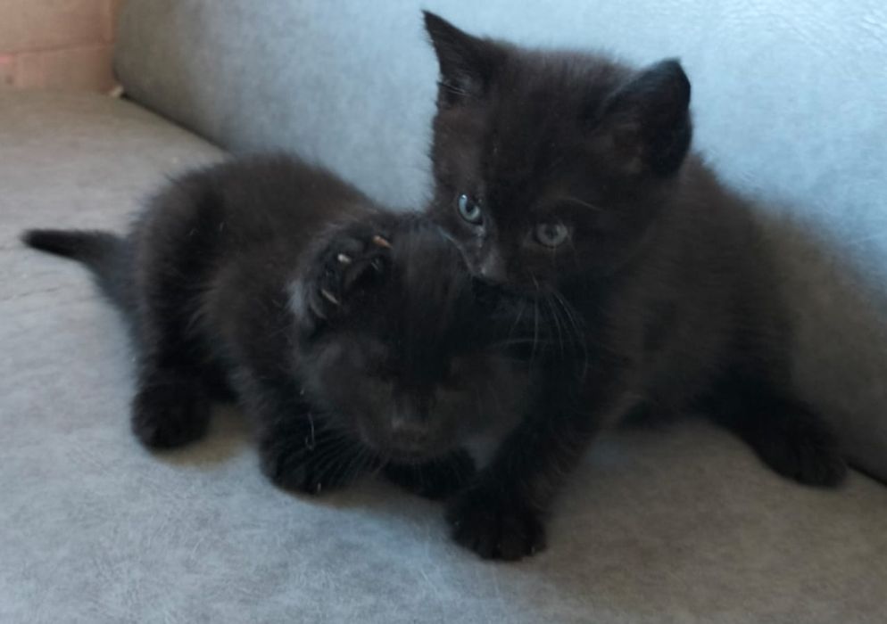 отдам котят в добрые руки