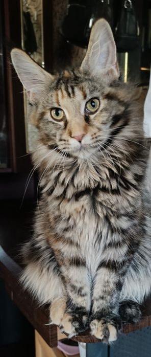 Кошечка Мейн Кун классика