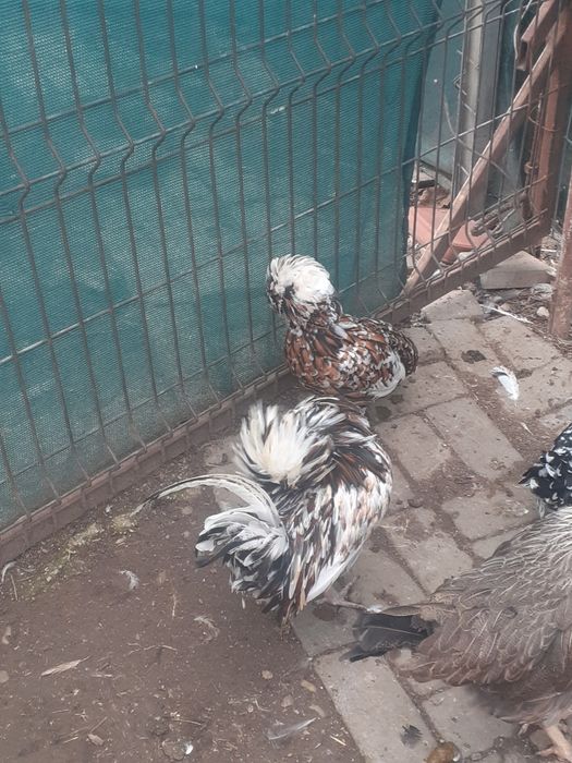 Vând pereche găini padoane portelan