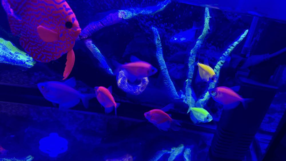 Продам аквариум с рыбками