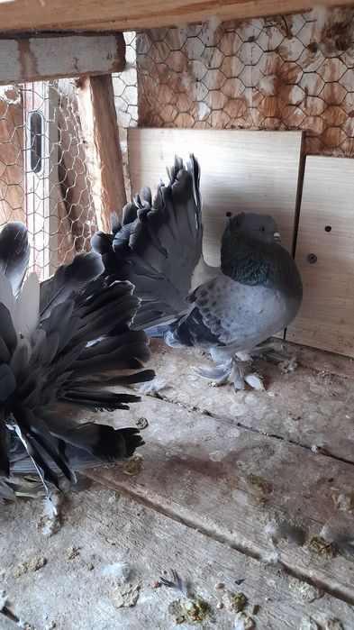 Porumbei voltati indieni