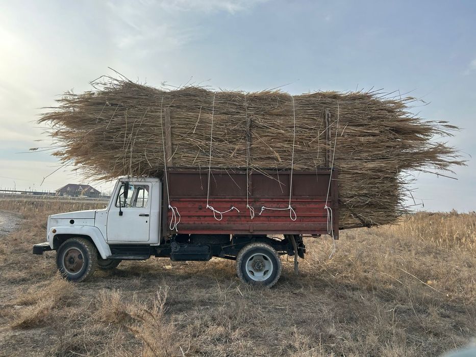 Қамыс, камыс,камыш,