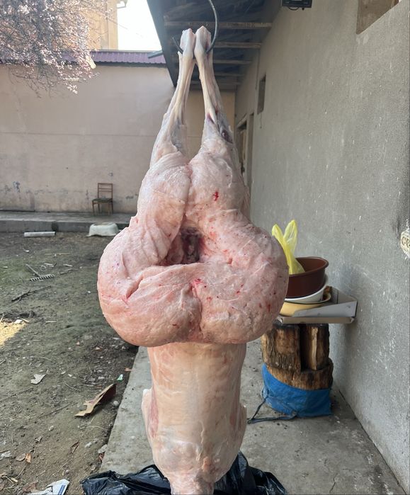 Qo’chqorlar, qassob xizmati