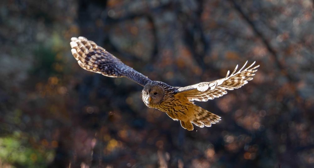 Sony A7R (36.2 MP) (2800 lei) + obiectiv Sigma 100-400 mm (4500 lei)